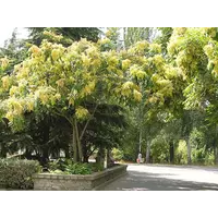 Айлант-пальмовое дерево (китайский ясень) саженцы купить украина медонос